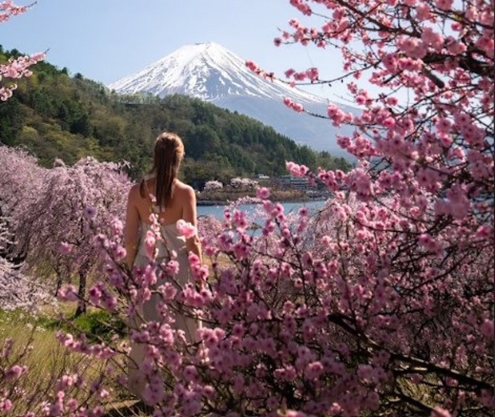 Imagen de los cerezos en flor en Japón