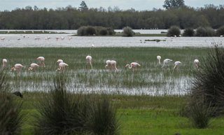 Archivo - Imagen del paraje natural de las marismas de Doñana.