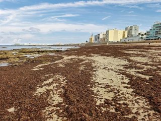 Archivo - Arribazones de alga invasora en una playa de Cádiz. ARCHIVO.