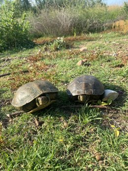Dos tortugues