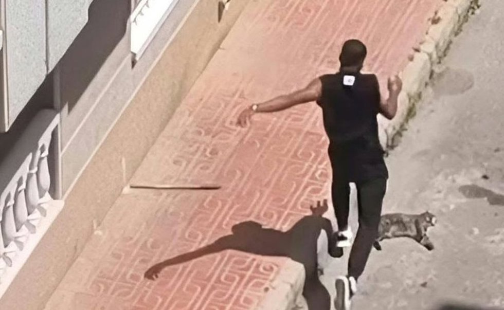 Imagen remitida por Pacma sobre la supuesta agresión al animal en Torrevieja