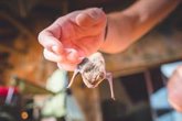 Foto: Identifican un nuevo coronavirus de murciélago capaz de entrar en células humanas: el hallazgo del gen CEACAM6
