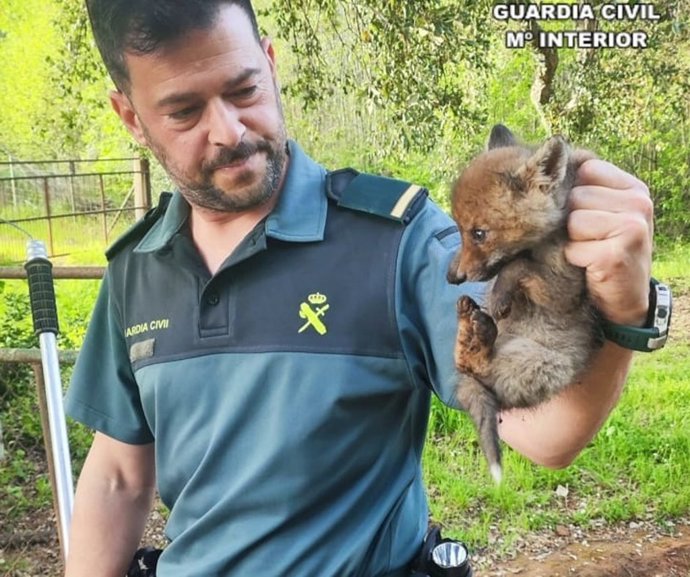 Un agente de la Guardia Civil, con uno de los dos cachorros de zorro rescatados tras quedar atrapado en un paso canadiense.