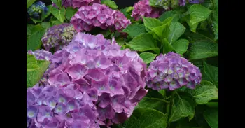 ¿Quieres tener una hortensia en casa? Cómo se propaga de forma fácil
