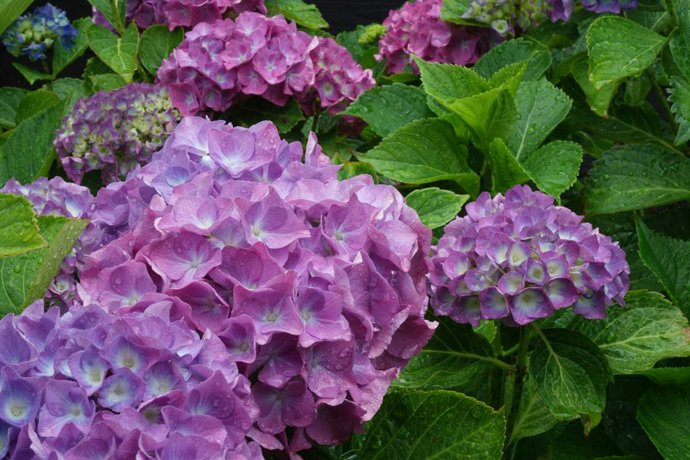 ¿Quieres Tener Una Hortensia En Casa? Cómo Se Propaga De Forma Fácil