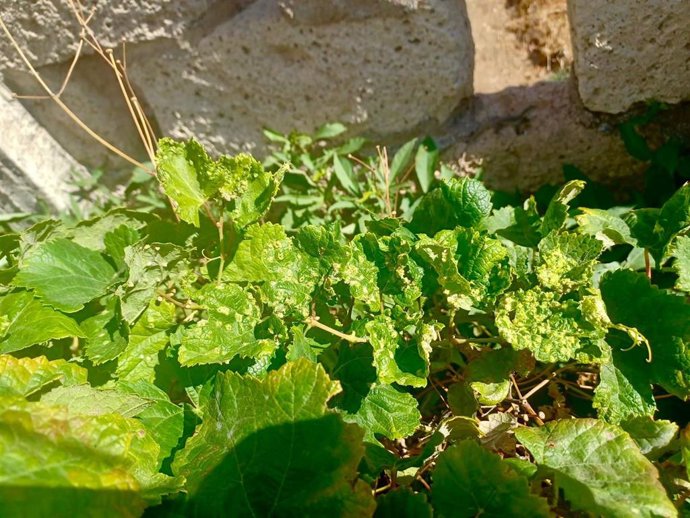 Archivo - Plantas con síntomas compatibles con la filoxera detectadas en Candelaria (Tenerife)