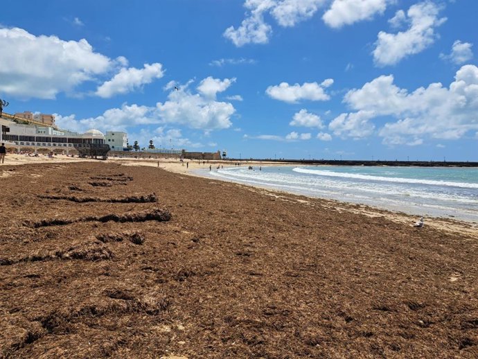 Archivo - Arribazones de alga asiática, una especie invasora, en una playa de Cádiz