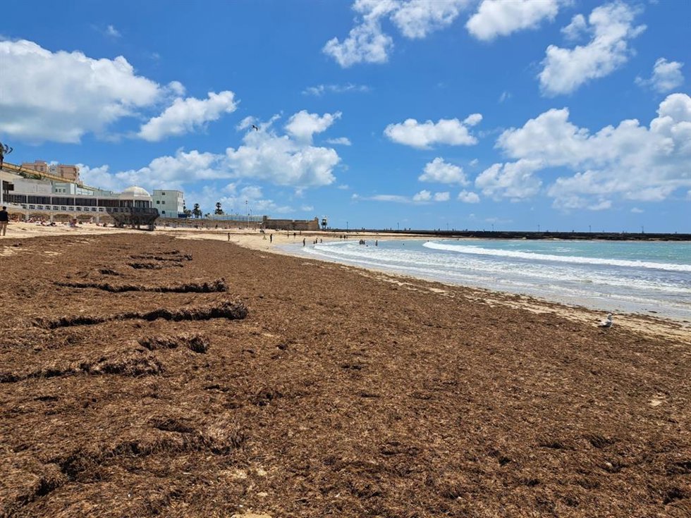 Archivo - Arribazones de alga asiática, una especie invasora, en una playa de Cádiz
