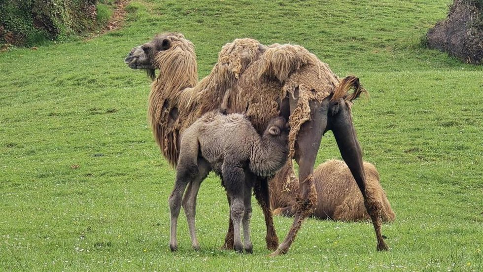 El Parque de Cabárceno celebra el octavo nacimiento de un ejemplar de camello bactriano