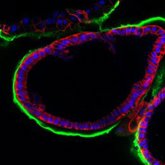 Foto: Recrean el entorno de la fecundación con un modelo experimental en 3D para mejorar las técnicas de reproducción asistida