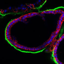 Recrean el entorno de la fecundación con un modelo experimental en 3D para mejorar las técnicas de reproducción asistida