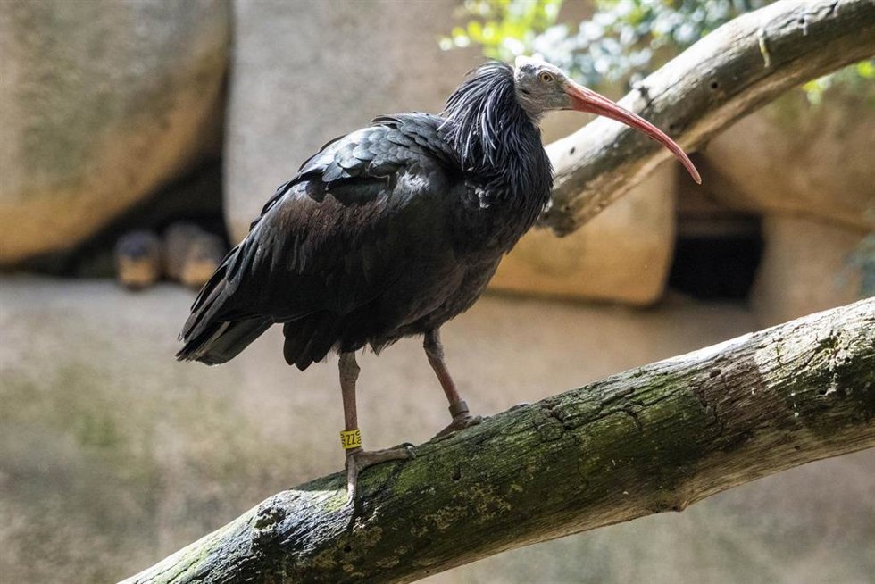 Especie extinta en Europa