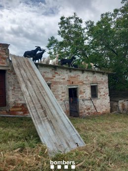 Cabras encima de un tejado