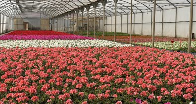 Aragón
