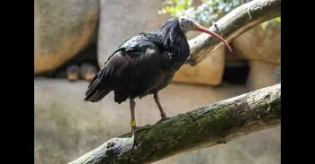 Bioparc València incorpora i s'unix al projecte per a salvar una espècie que va desaparèixer a Europa en el segle XVII