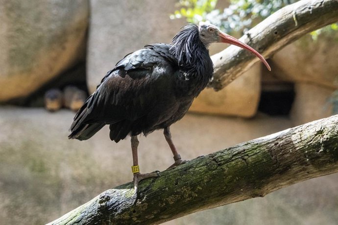 l'ibis ermità (Geronticus eremita). 