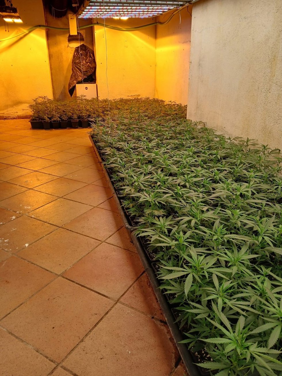 Plantación de marihuana desmantelada en Lloret de Mar (Girona)