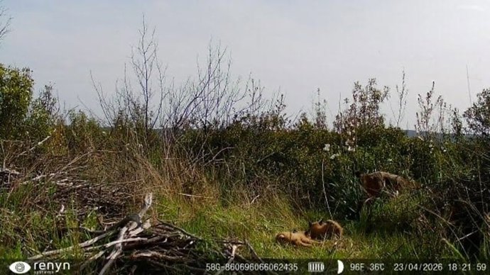 Camada de lince ibérico en Cabañeros.
