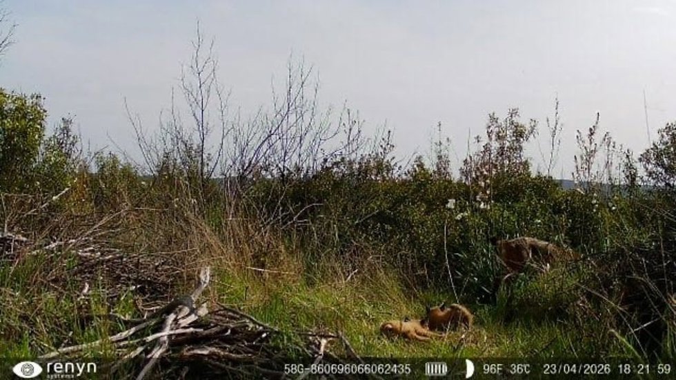 Camada de lince ibérico en Cabañeros.