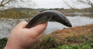 Pesca Galicia