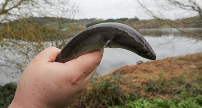 Pesca Galicia