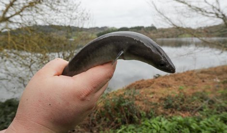 Pesca Galicia