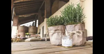 Nunca lo plantes al lado de estas hierbas: dónde y cómo se cultiva el romero