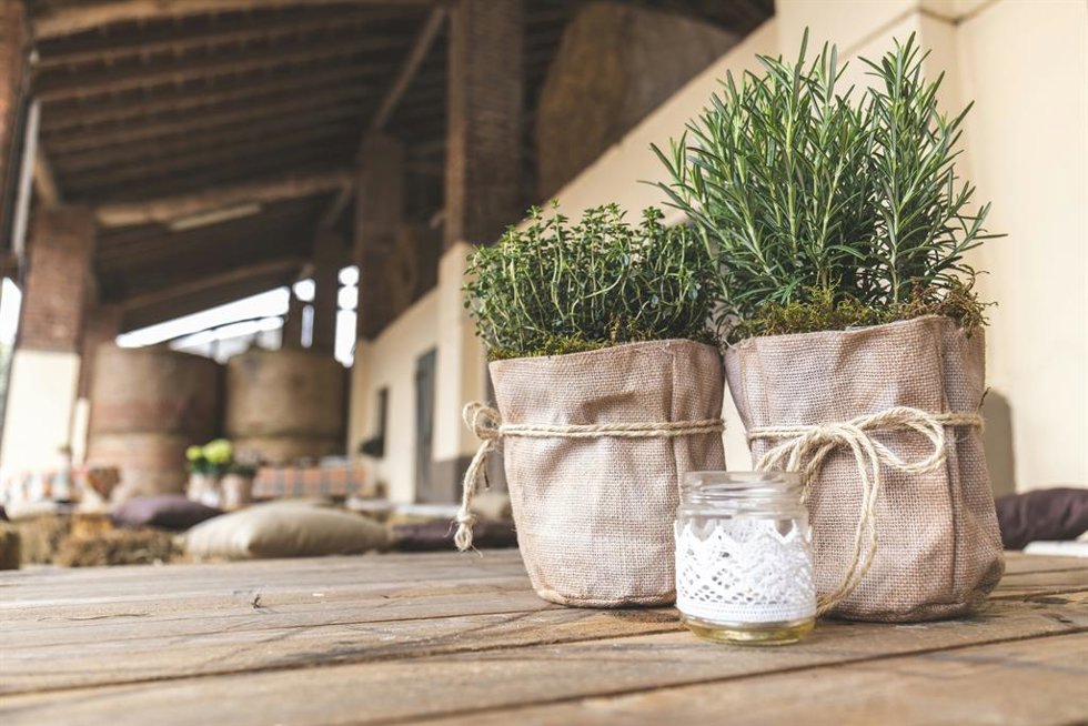 Nunca lo plantes al lado de estas hierbas: dónde y cómo se cultiva el romero