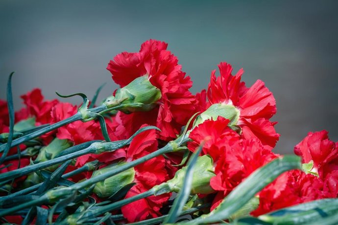 El clavel es la variedad más representativa del sector andaluz de la flor cortada.