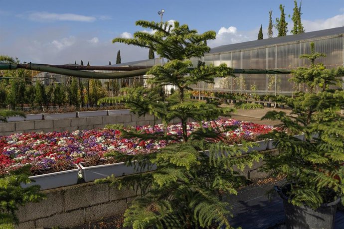 Archivo - Flores en el vivero.