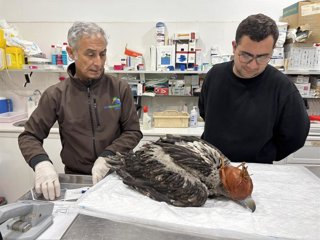 El segundo ejemplar de quebrantahuesos nacido en el Centro de Conservación del Zoobotánico de Jerez ha iniciado ya su viaje para la reintroducción en la naturaleza, esta vez con destino a Francia.