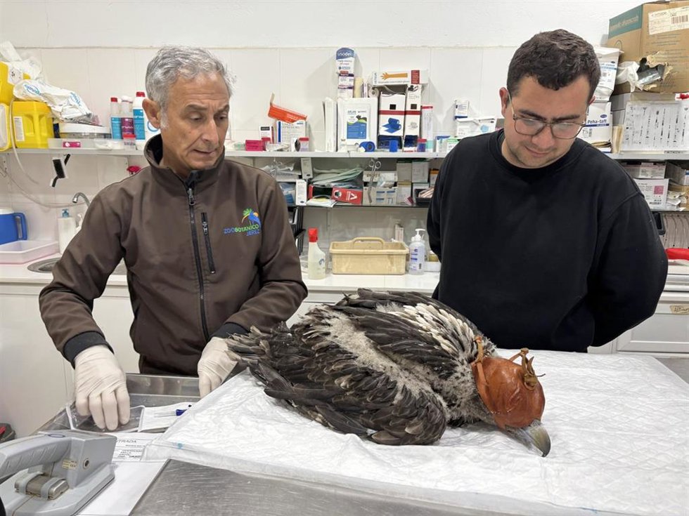 El segundo ejemplar de quebrantahuesos nacido en el Centro de Conservación del Zoobotánico de Jerez ha iniciado ya su viaje para la reintroducción en la naturaleza, esta vez con destino a Francia.