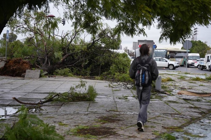 Archivo - Imagen de grandes ramas arrancadas de los árboles en la avenida Alberto Jiménez Becerril de Sevilla a causa del fuerte viento del temporal que barre gran parte de Andalucía A 2 de febrero de 2026 en Sevilla, (Andalucía, España). La Agencia Estat