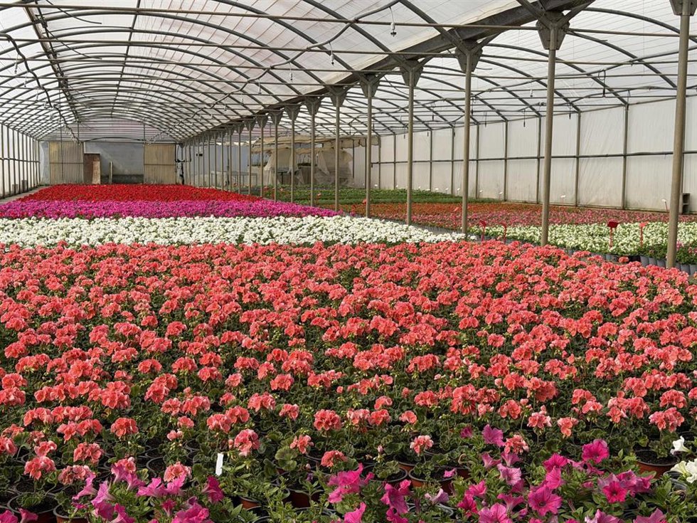 El Vivero Provincial de la DPH.