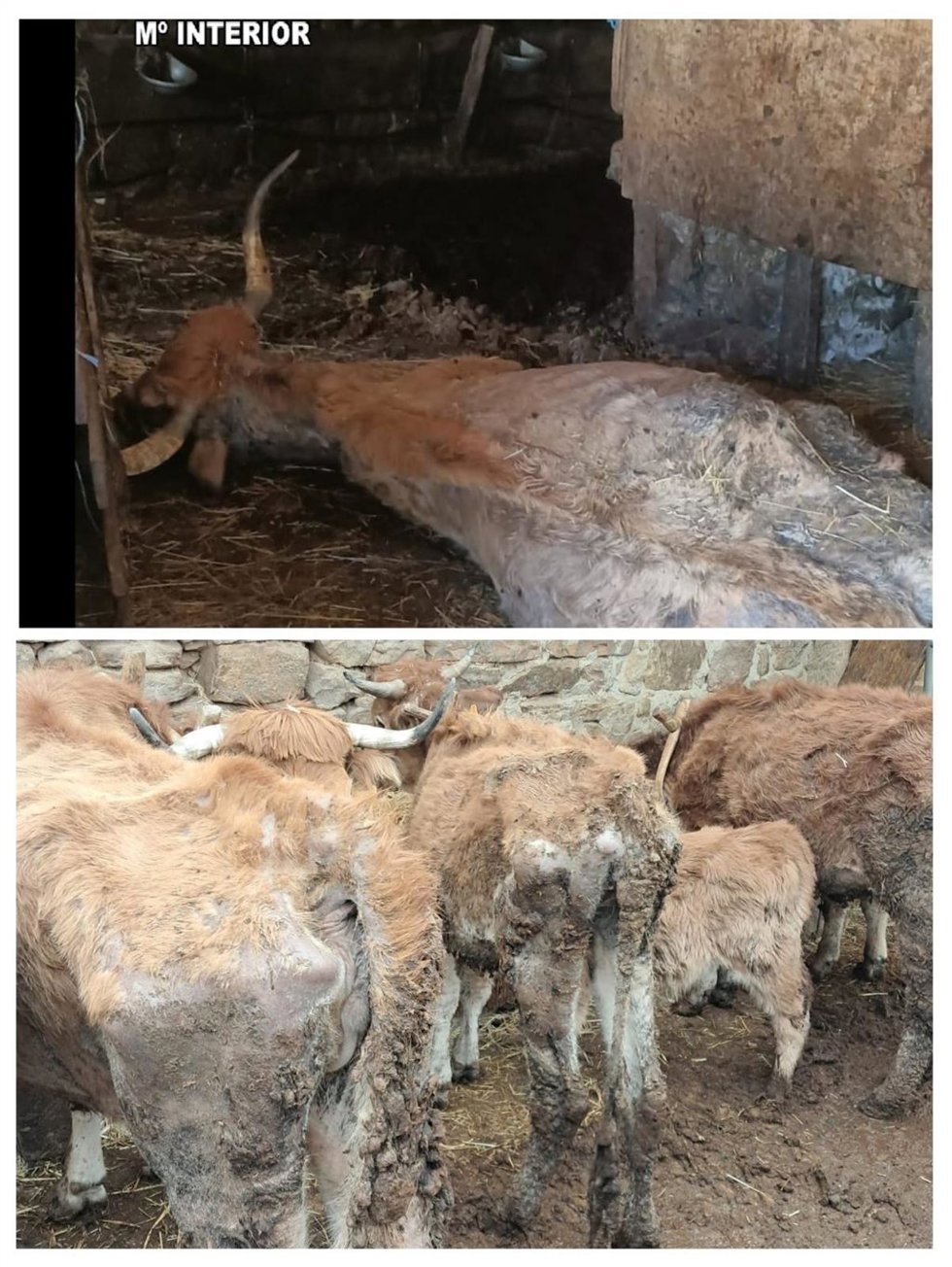 Fotografías de los animales