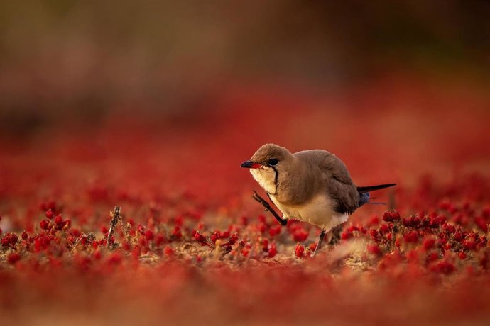 Archivo - Primer premio del concurso fotográfico 'Alas del Odiel' en la última edición.