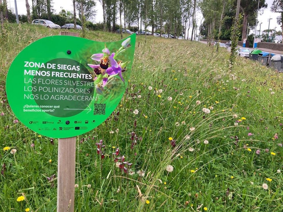 Santander reduce la frecuencia de siegas en algunas praderas para favorecer la floración