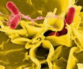 Foto: La AESAN alerta de presencia de salmonella spp. en cuatro lotes de batido proteico vegano en polvo de la marca '226ERS'