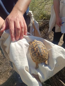 Ejemplar de tortuga mora durante uno de los censos desarrollados por Serbal en la provincia de Almería.