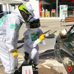 El Cuerpo Municipal de Bomberos realiza más de una intervención diaria para retirar enjambres.