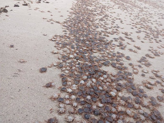 Cangrejos patudos en la orilla de una playa de las Islas Atlánticas.