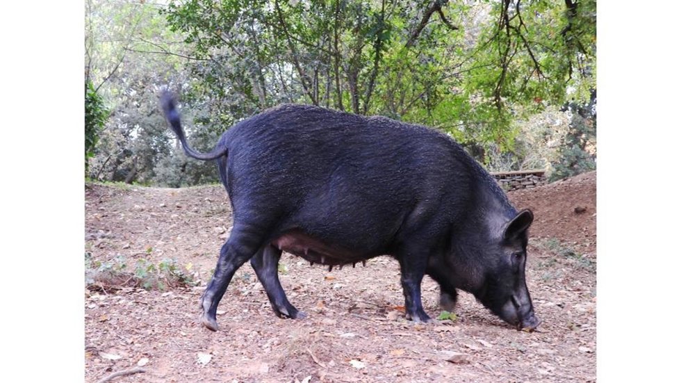 Un jabalí