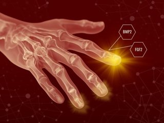 Logran regenerar con éxito tejido óseo y conectivo, aunque no perfectos, como un paso a la regeneración de extremidades.
