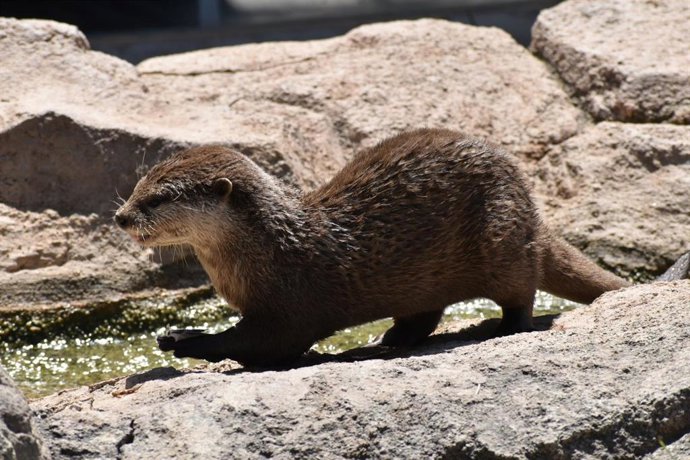 Las nutrias recién llegadas ya pueden observarse en su recinto habitual, donde forman parte de las dos charlas divulgativas diarias que Terra Natura Murcia ofrece sobre ellas