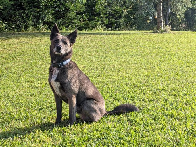 Un perro en una finca privada