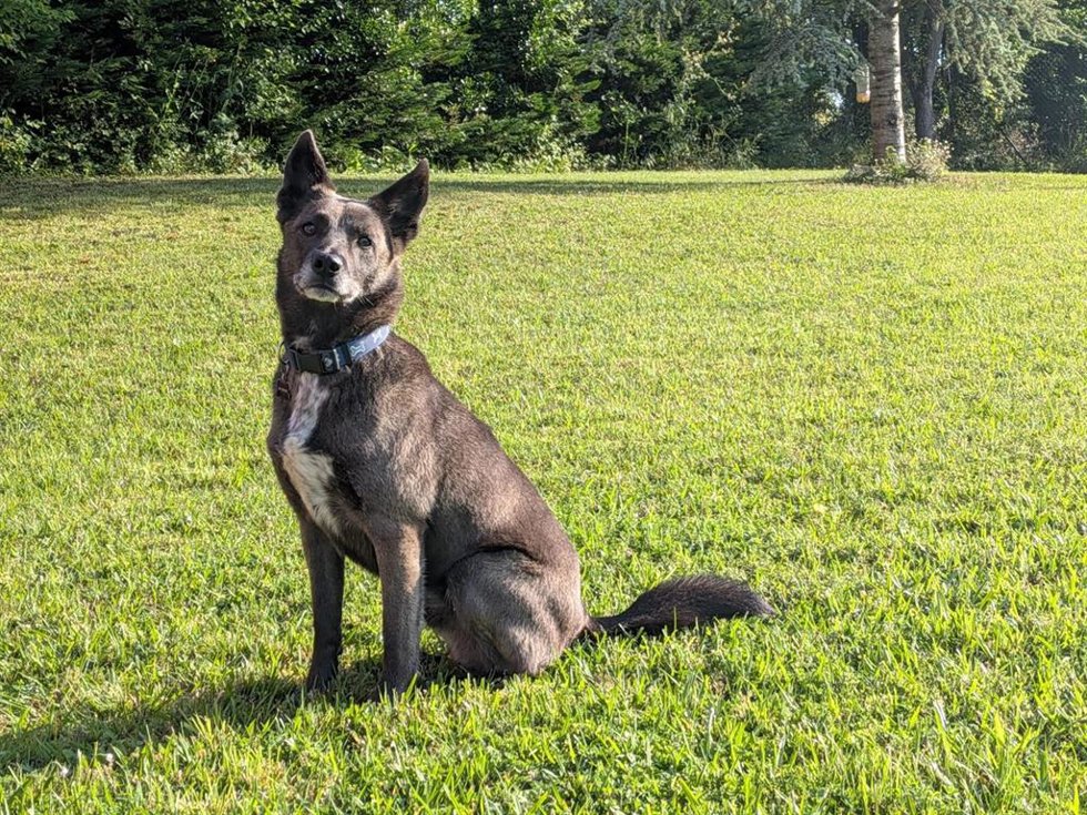 Un perro en una finca privada