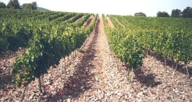 EpAgro - Agricultura