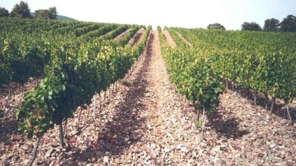 Viñedos