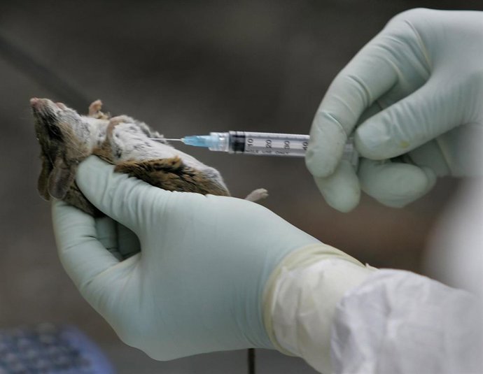 Archivo - Ratón positivo por hantavirus examinado en San Diego, EEUU (archivo)