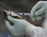 Foto: Tres muertos por hantavirus en un crucero de lujo que partió desde Argentina hacia Canarias